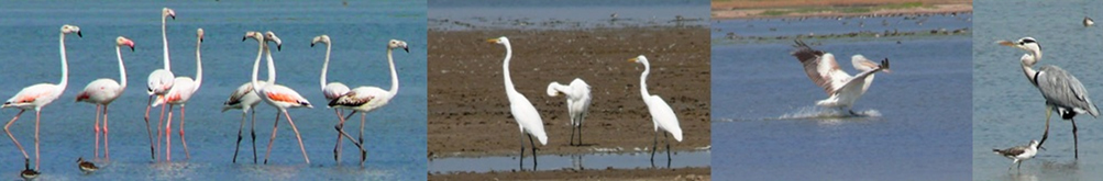 Birding trip to Nal Sarovar