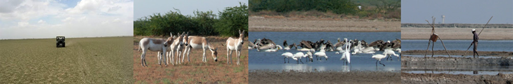 Birding trip to Nal Sarovar